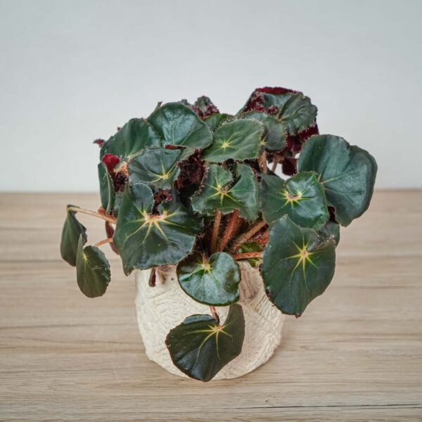begonia-black-jungle begonia-black-jungle