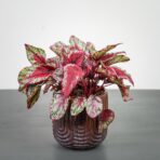 begonia-maui-sunset
