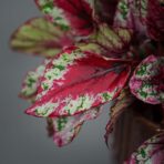 begonia-maui-sunset