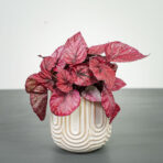 begonia-rex-beleaf-inca-flame