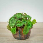begonia-sizemoreae