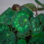 begonia-sizemoreae