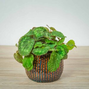 begonia-sizemoreae