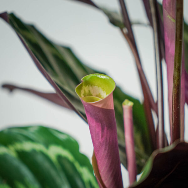 calathea-medallion (2) calathea-medallion