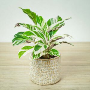 calathea-white-fusion