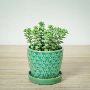 crassula-perforata