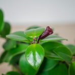 eszynantus-mona-lisa-aeschynanthus