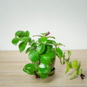 eszynantus-mona-lisa-aeschynanthus
