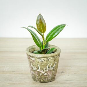 fikus-elastica-melany-ficus