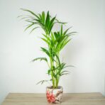 howea-forsteriana-kencja