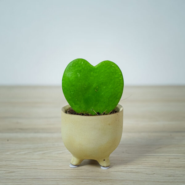 hoya-kerrii-baby hoya-kerrii-baby
