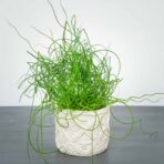 juncus-effusus-spiralis-trawa-ozdobna