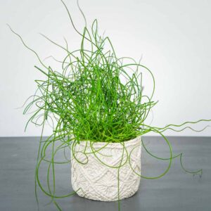 juncus-effusus-spiralis-trawa-ozdobna