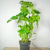 monstera-deliciosa
