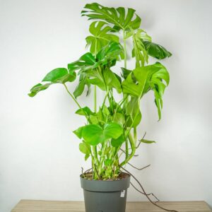 monstera-deliciosa