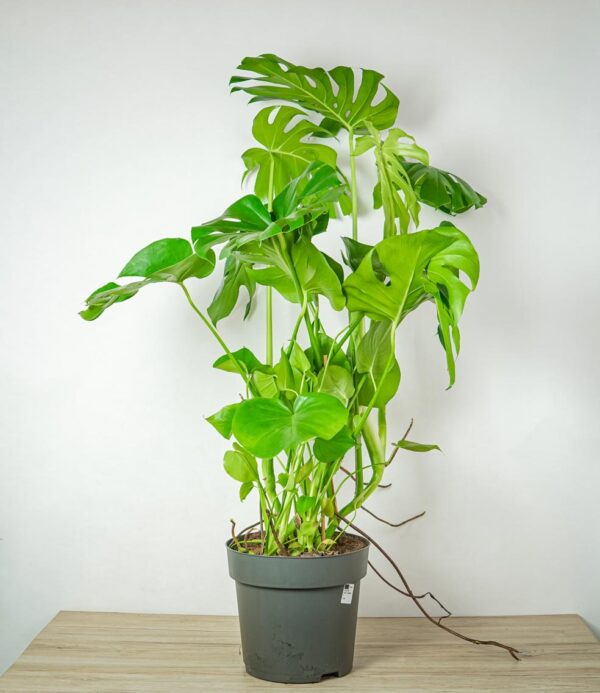 monstera-deliciosa monstera-deliciosa