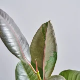 MS1k10_0136_MS10 138