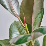 MS1k10_0137_MS10 139
