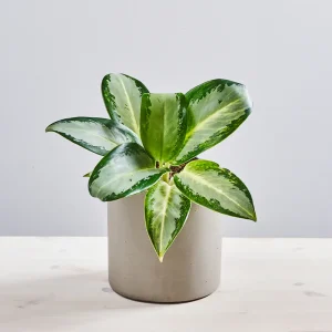 Aglaonema silver blue