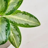 MS1k10_0141_MS10 143