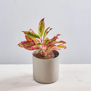 Aglaonema crete