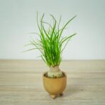 nolina-beaucarnea-recurvata