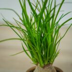 nolina-beaucarnea-recurvata