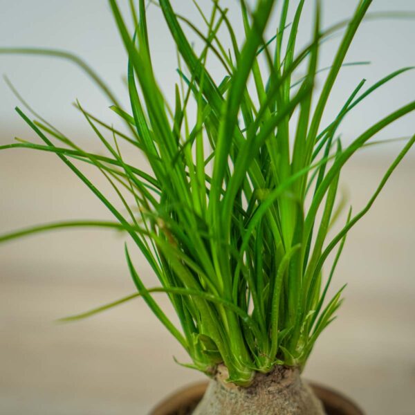 nolina-beaucarnea-recurvata (2) nolina-beaucarnea-recurvata