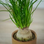 nolina-beaucarnea-recurvata