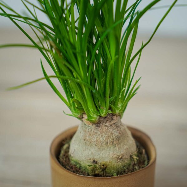 nolina-beaucarnea-recurvata (3) nolina-beaucarnea-recurvata