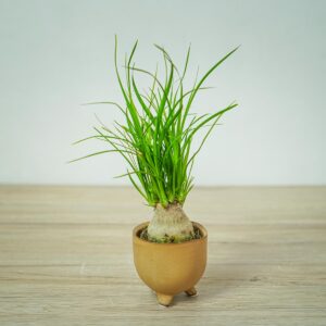 nolina-beaucarnea-recurvata