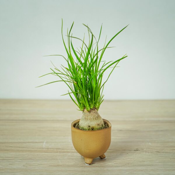 nolina-beaucarnea-recurvata nolina-beaucarnea-recurvata