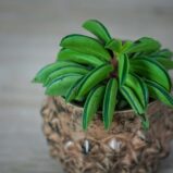 peperomia-fire-sparks-baby