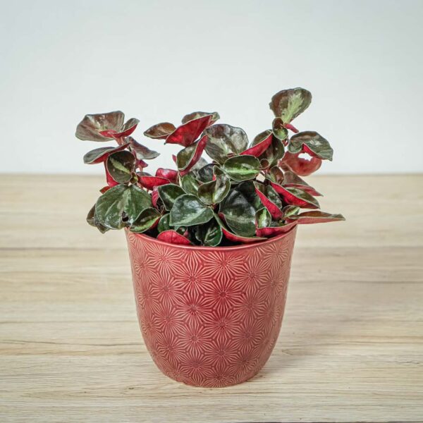 peperomia-metallica peperomia-metallica