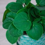 peperomia-rana-verde