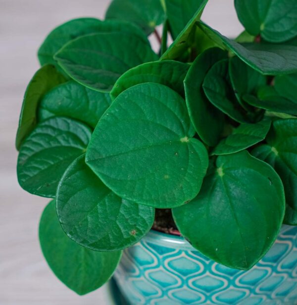 peperomia-rana-verde (2) peperomia-rana-verde