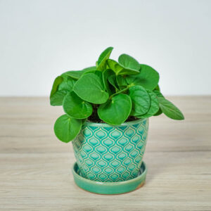 peperomia-rana-verde