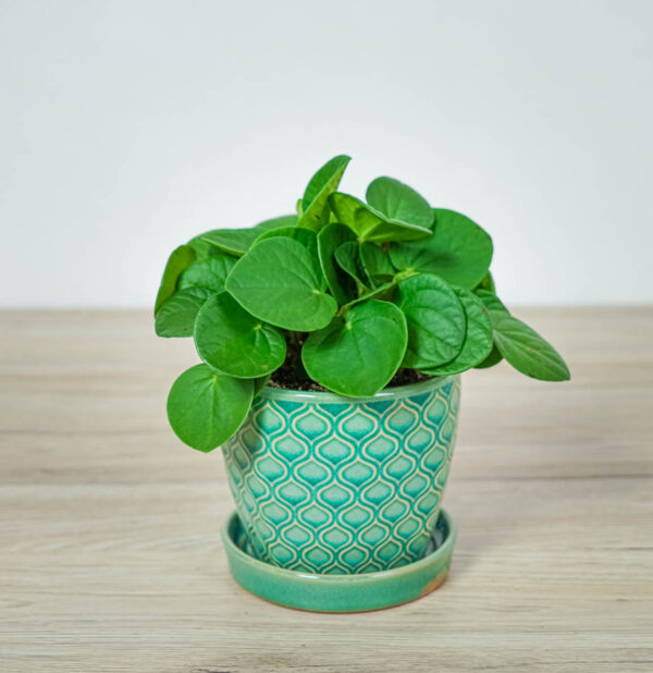 peperomia-rana-verde