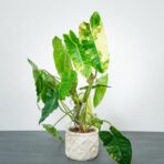 philodendron-burle-marx-variegata