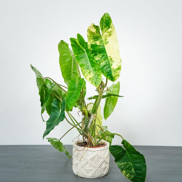 philodendron-burle-marx-variegata (2) philodendron-burle-marx-variegata