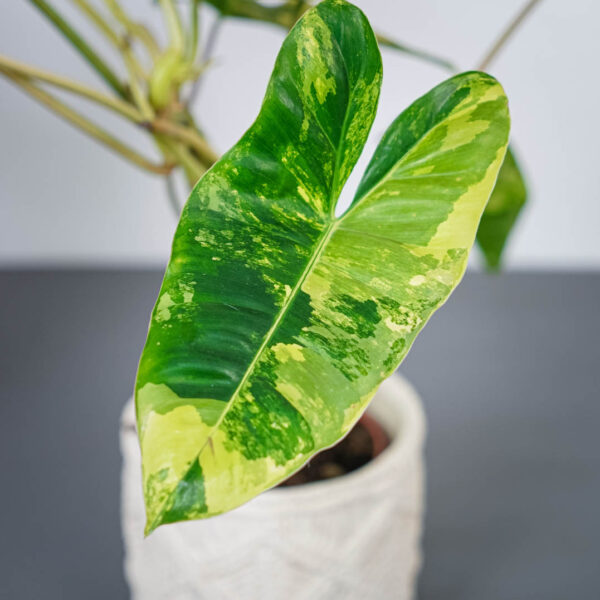 philodendron-burle-marx-variegata