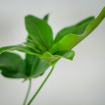 philodendron-fun-bun