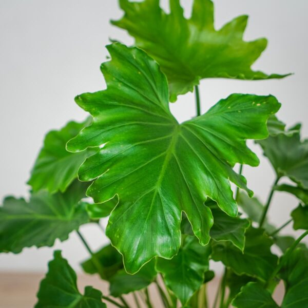 philodendron-shangri-la (2) philodendron-shangri-la