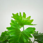 philodendron-shangri-la