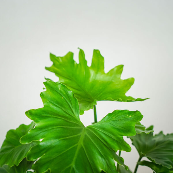 philodendron-shangri-la (3) philodendron-shangri-la