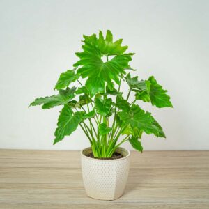 philodendron-shangri-la