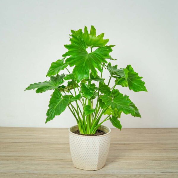 philodendron-shangri-la philodendron-shangri-la