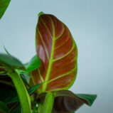 philodendron-subhastatum