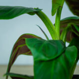 philodendron-subhastatum