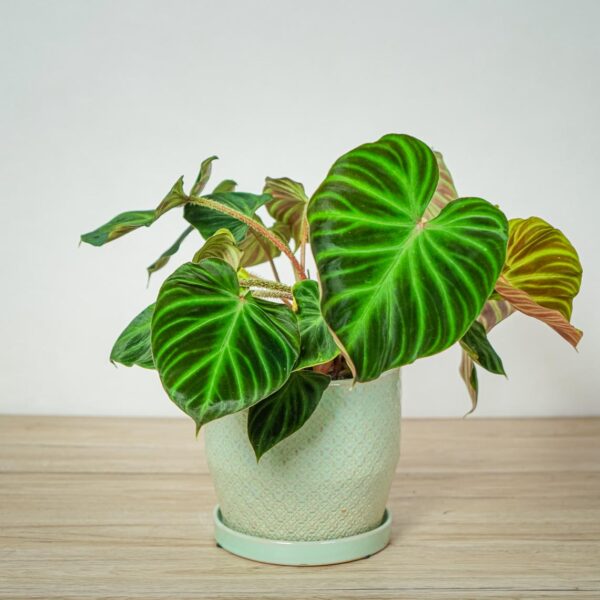 philodendron-verrucosum philodendron-verrucosum
